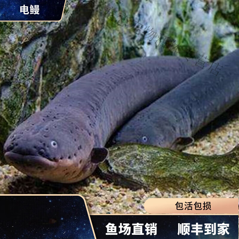 忘己电鳗发电机黑鬼鳗南美洲电鳗活体淡水鱼观赏鱼活体 南美电鳗鱼8