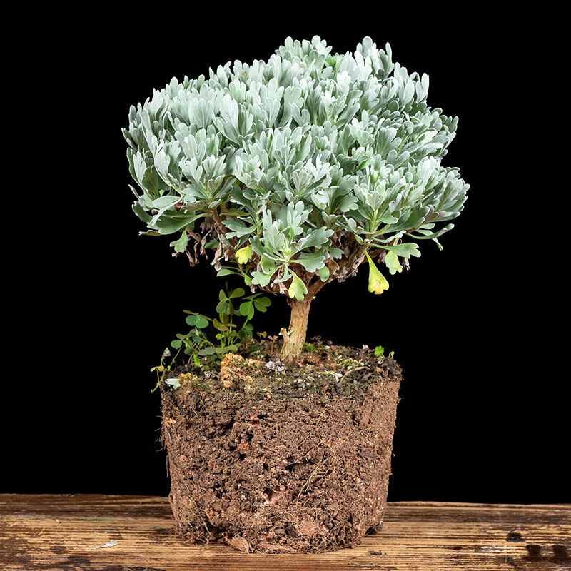 惜林园芙蓉菊盆栽室内外客厅阳台花卉盆景造型优美植物四季如雪植物