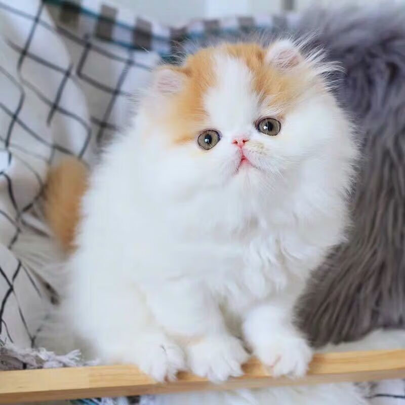 宠以沫 猫咪活体纯种加菲猫活体宠物猫活体加菲活体幼猫宠物活体猫咪