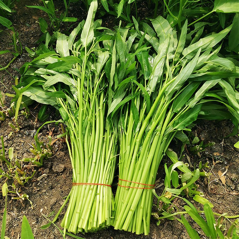 北蔬 空心菜菜籽种子大叶通心菜苗柳叶蔬菜种苗阳台盆栽种菜 竹叶