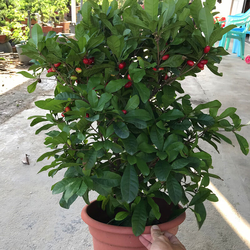 神秘果树苗带叶带花带果四季种植当年结果神秘果苗变味果盆栽地栽阳台