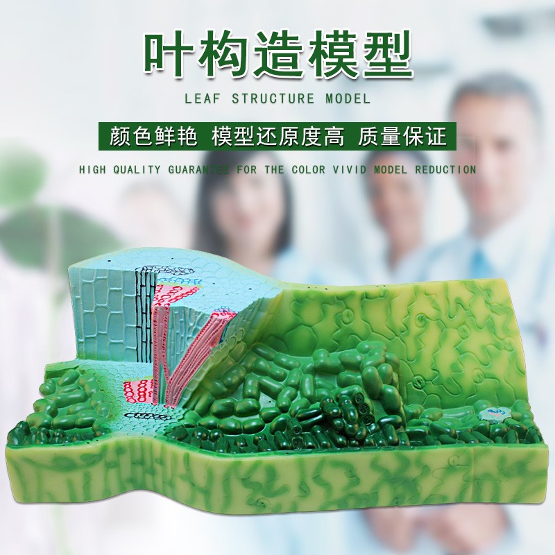 可普 叶构造模型 叶解剖模型 初中高中植物解剖模型 教学演示模型