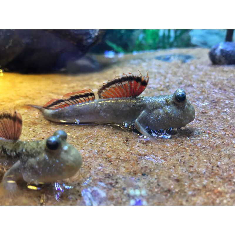 活鱼跳跳鱼滩涂鱼淡水观赏鱼宠物饲料鱼缸沙红鳍淡化花跳鱼朴彩(pucai