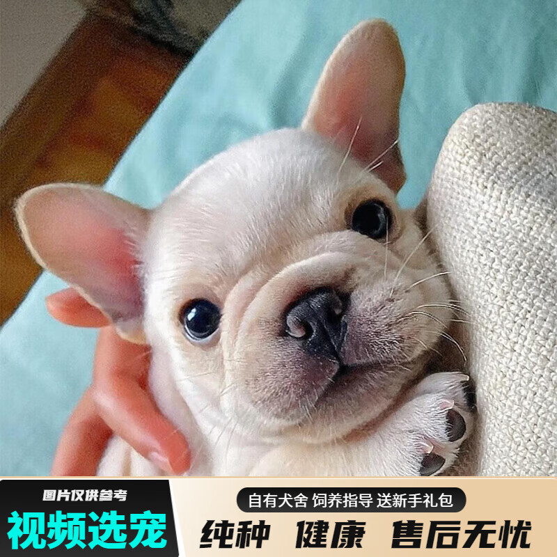 宠六福法斗幼犬纯种法国斗牛犬宠物狗狗活体小狗活物幼崽 宠物级 公