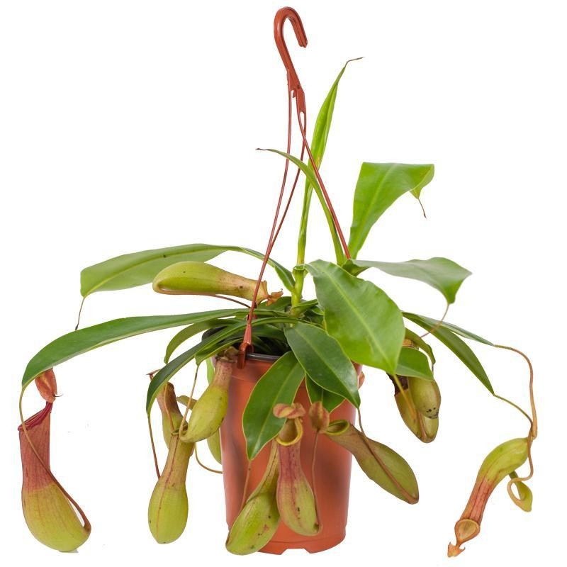 孙凯(sunkai)猪笼草盆栽室内桌面花卉绿植奇趣植物 猪笼草8-10个笼子