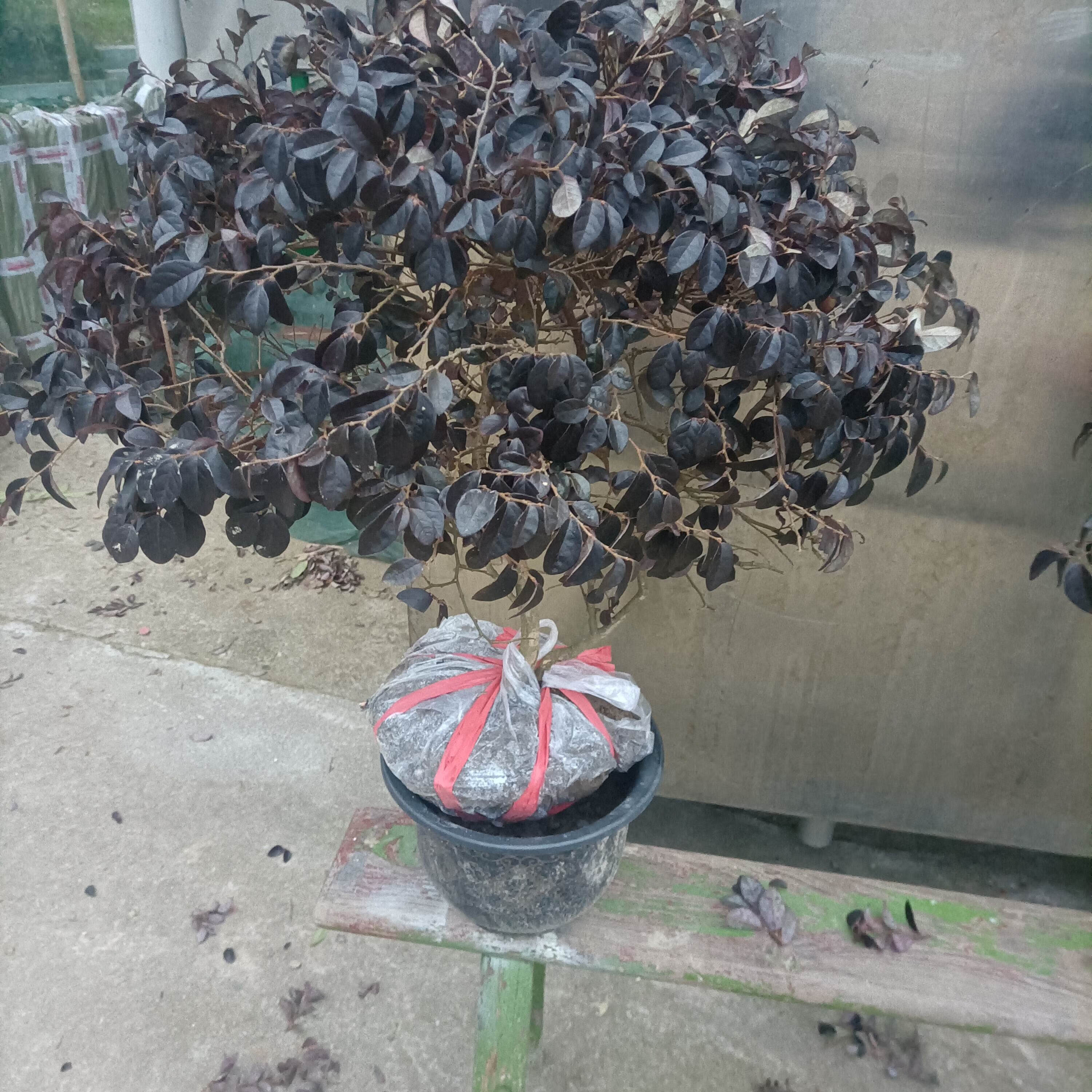 素蜜新款红桎木红花继木球形树继木老桩中国红园球形庭院园林花园球形