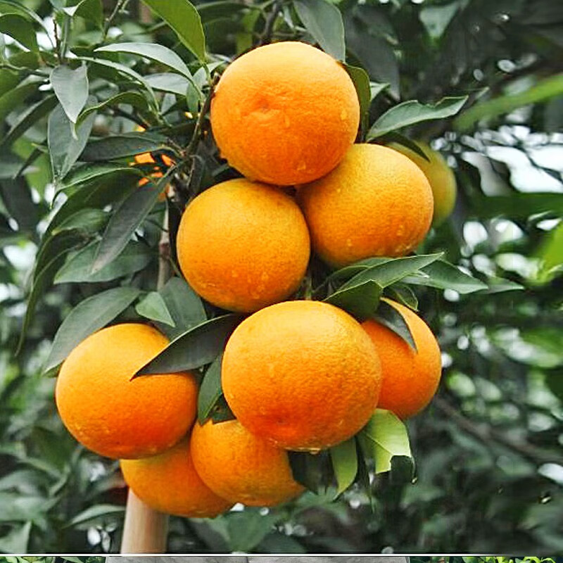 鲜仑四川爱媛果冻橙柑橘子新鲜水果应该注意哪些方面细节？功能评测结果揭秘？