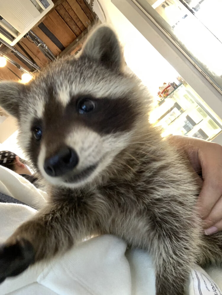 网红冷门宠物霸气罕见认主浣熊宠物活物小幼崽粘人的高智商异宠 饲养