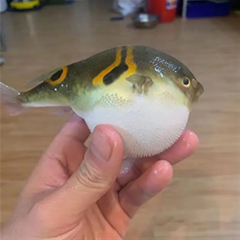 潜水艇观赏鱼苗活体小宠物斑马狗头生气泡鱼热带淡水弓斑 弓斑4-6厘米