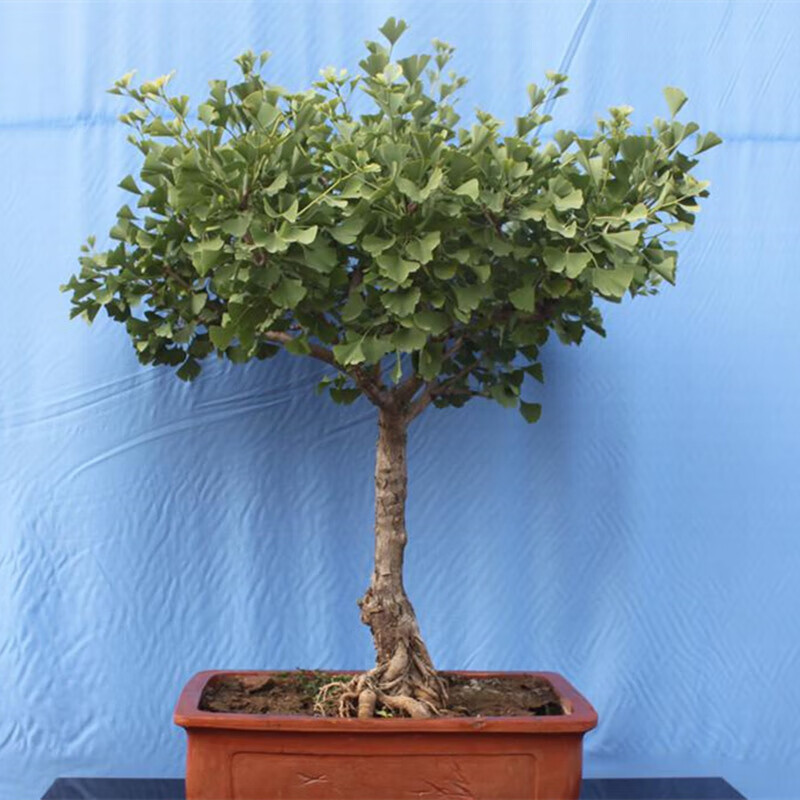 银杏树苗白果树苗白果苗庭院别墅绿化苗木花园街道行道树绿化苗木银杏