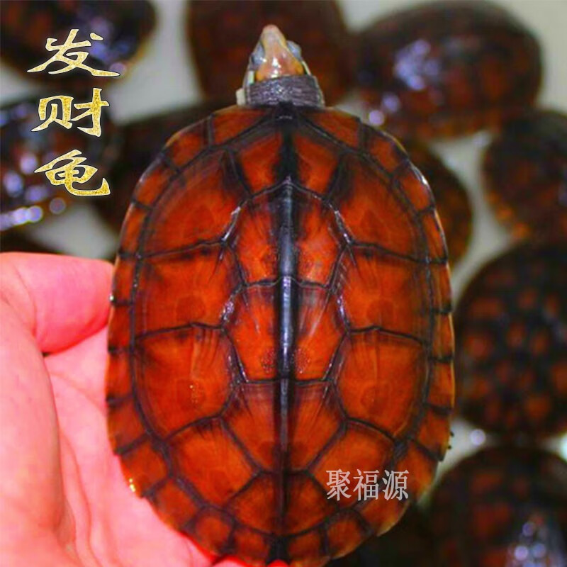 异宠活体产品历史价格|异宠活体价格历史