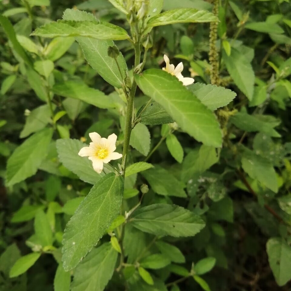 白背黄花稔天然新鲜黄花母拔脓消草梅肉草外敷京東i自營 白背黄花稔鲜