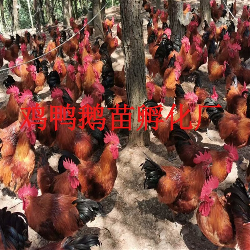 红瑶鸡苗黑瑶鸡黑脚土鸡瑶山鸡青脚土鸡跑山鸡小苗幼苗活体 20只再 10