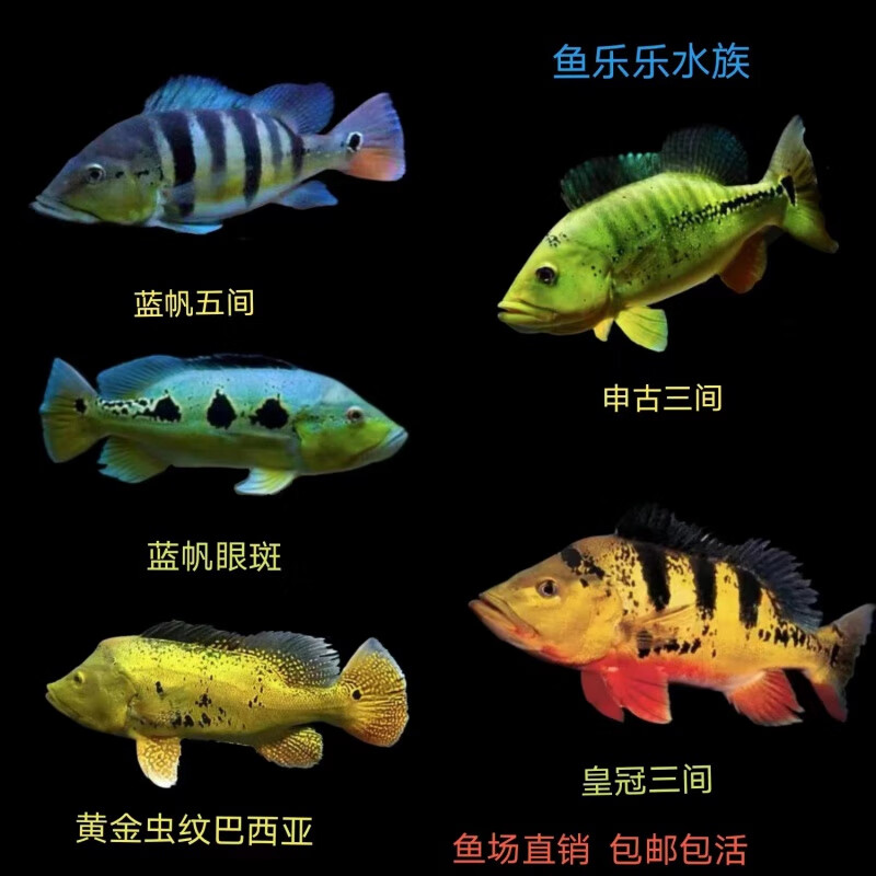 荣郁黄金巴西亚鱼皇冠三间金老虎鱼活体蓝帆五间三间鱼苗申古三间 大