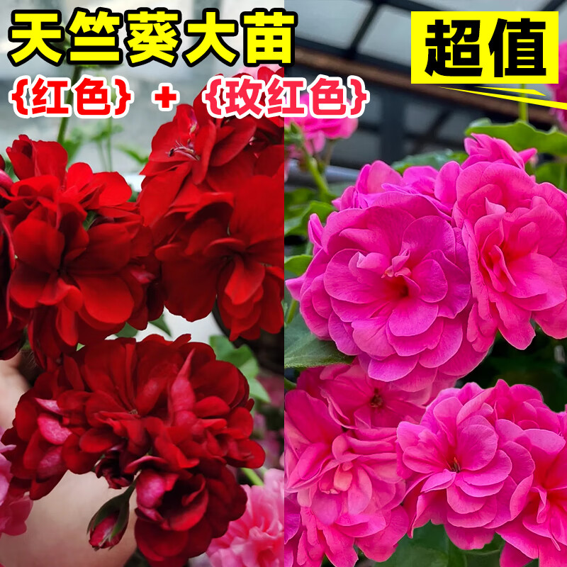 舞姿重瓣天竺葵盆栽花苗带花苞室内垂吊大花卉四季开花鲜花绿植物好养