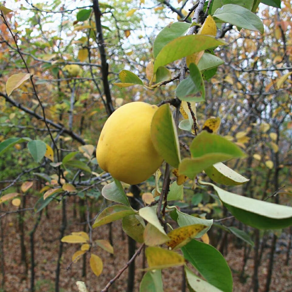 车载闻香木瓜熏香增香除异味宣木瓜秦岭山区野生黄木瓜天然香木瓜