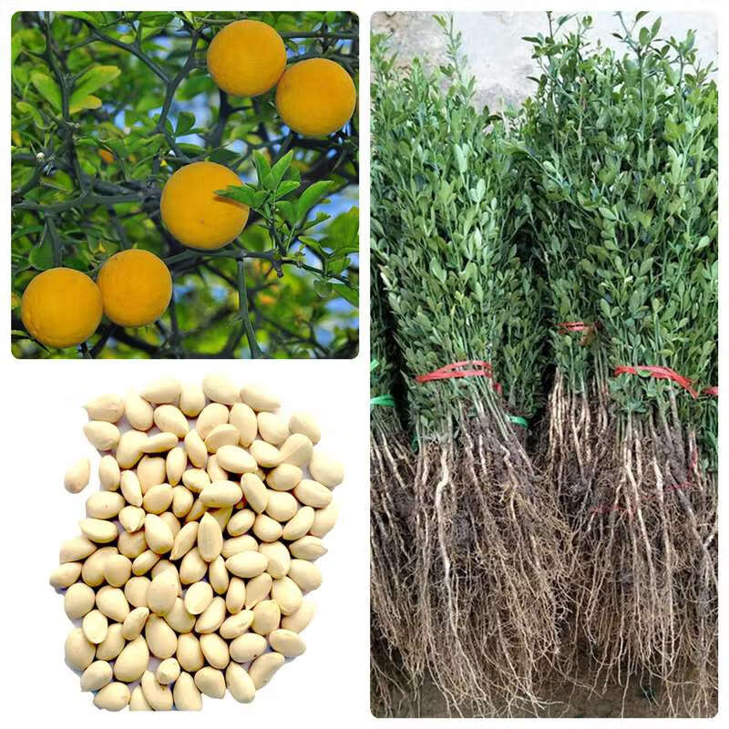 元冬柑橘种子枳壳种子枸橘种子橘嫁接柑橘树种子种籽四季篱笆围墙