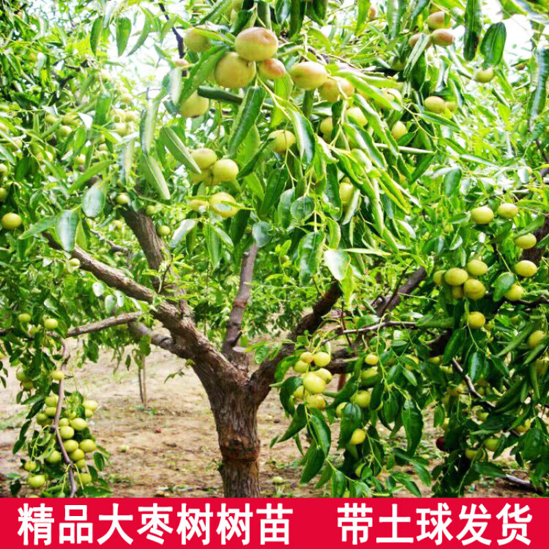 枣树树苗大沾化冬枣枣苗新疆大枣嫁接果树苗盆栽地栽南方北方种植当年