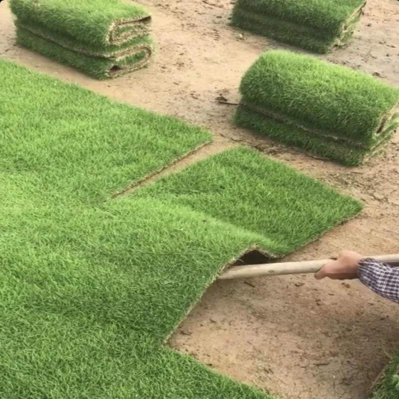 庭院绿化草坪 草皮 带土带泥果岭草马尼拉四季青草皮带泥土真草皮