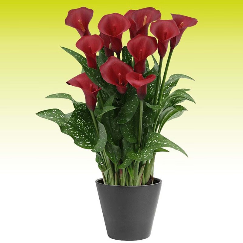 花如嫣左家花园 进口彩色马蹄莲种球1球装大球庭院阳台室内四季盆栽