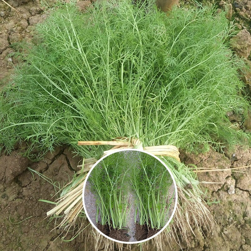 寿禾 割茬小茴香种子/大茴香苗回香菜荤香春季播种阳台四季盆栽蔬菜莱