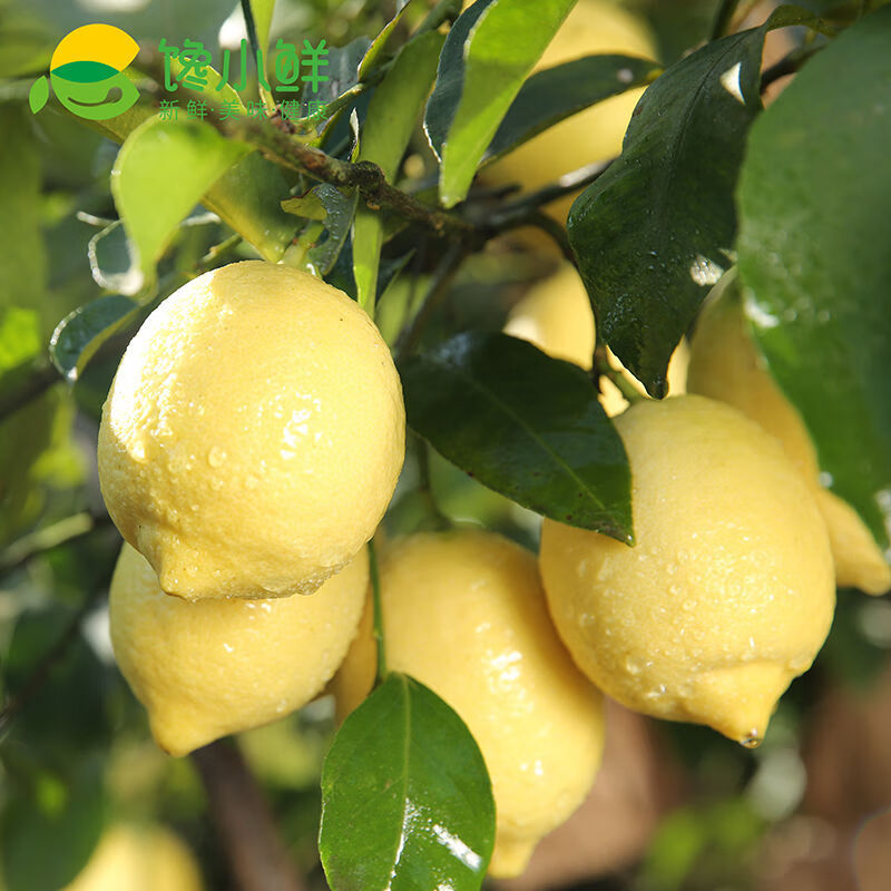 规格水果榨汁生鲜新鲜包赔安岳柠檬