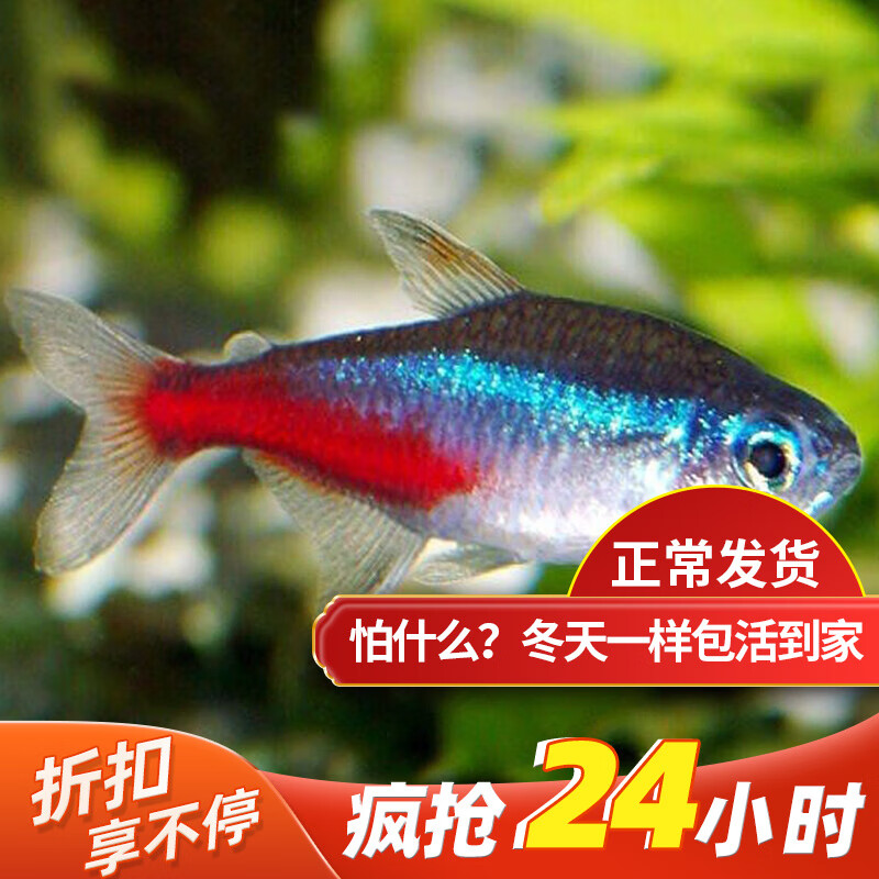 水族活体历史价格查询网站|水族活体价格历史