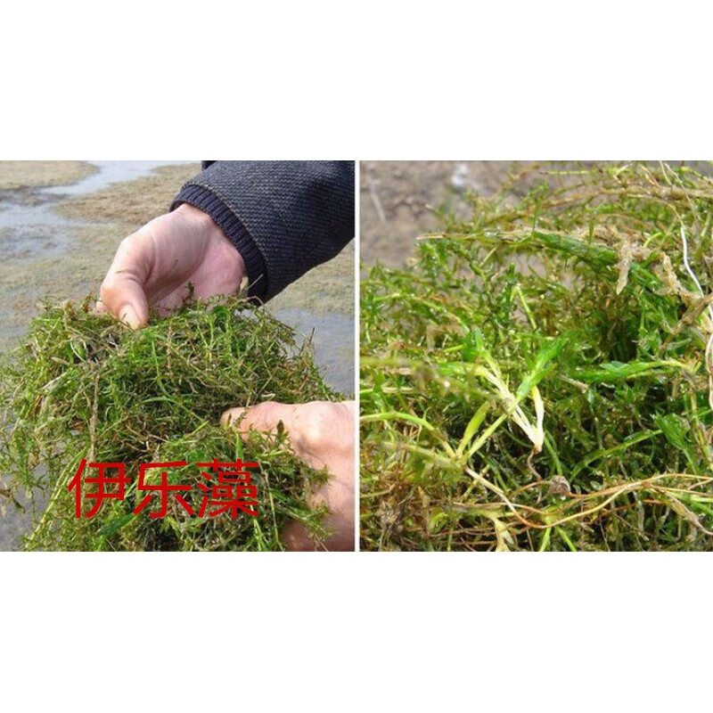 种子水花生伊乐藻轮叶黑藻小龙虾鱼蟹养殖水草籽四季 伊乐藻种子一斤