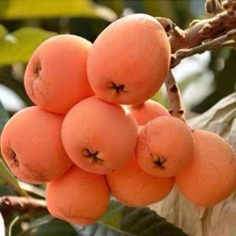 茗毓枇杷苗树盆栽地栽南方北方种植嫁接庭院特大五星枇杷树苗 大红袍