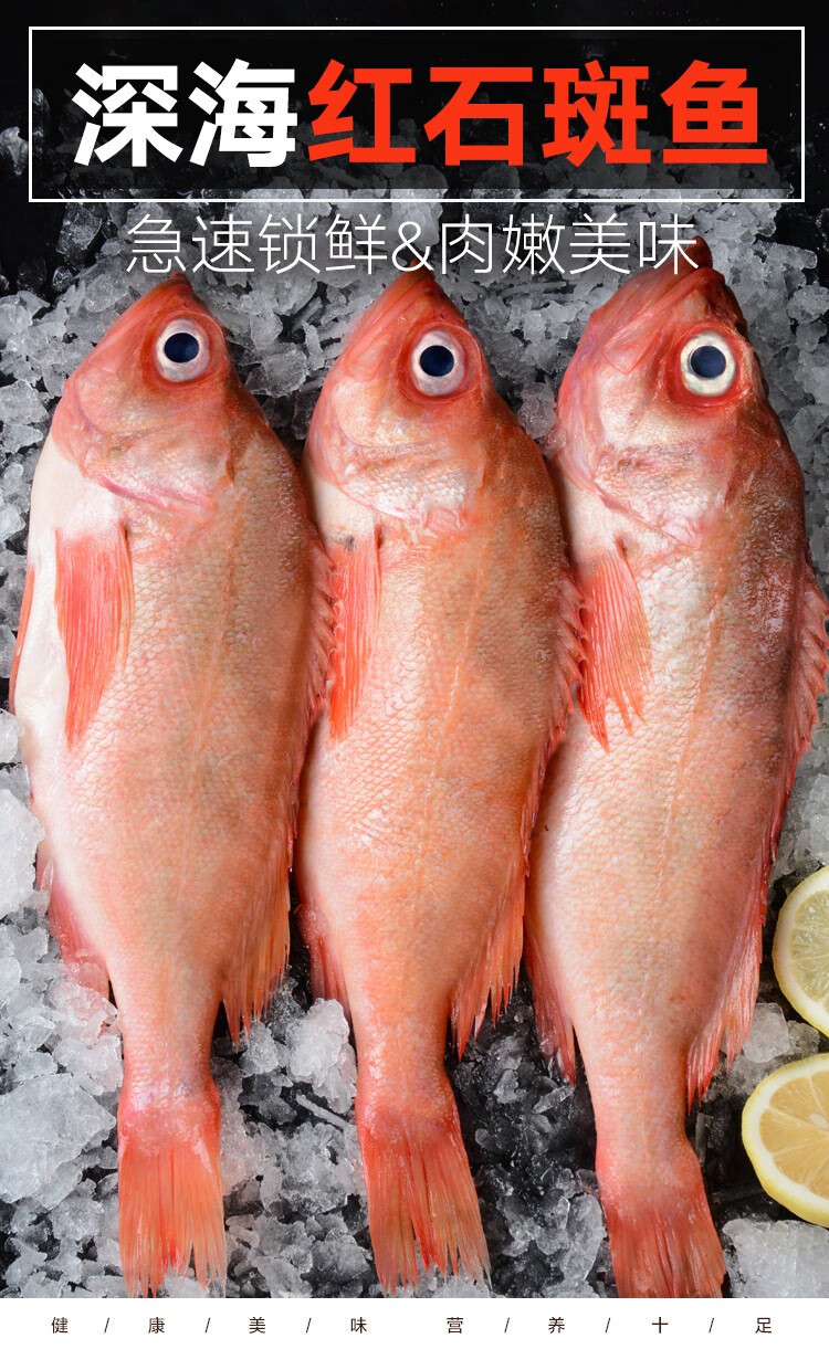 伯贤 新鲜深海红石斑鱼 深海鱼海鲜水产烧烤食材1条装
