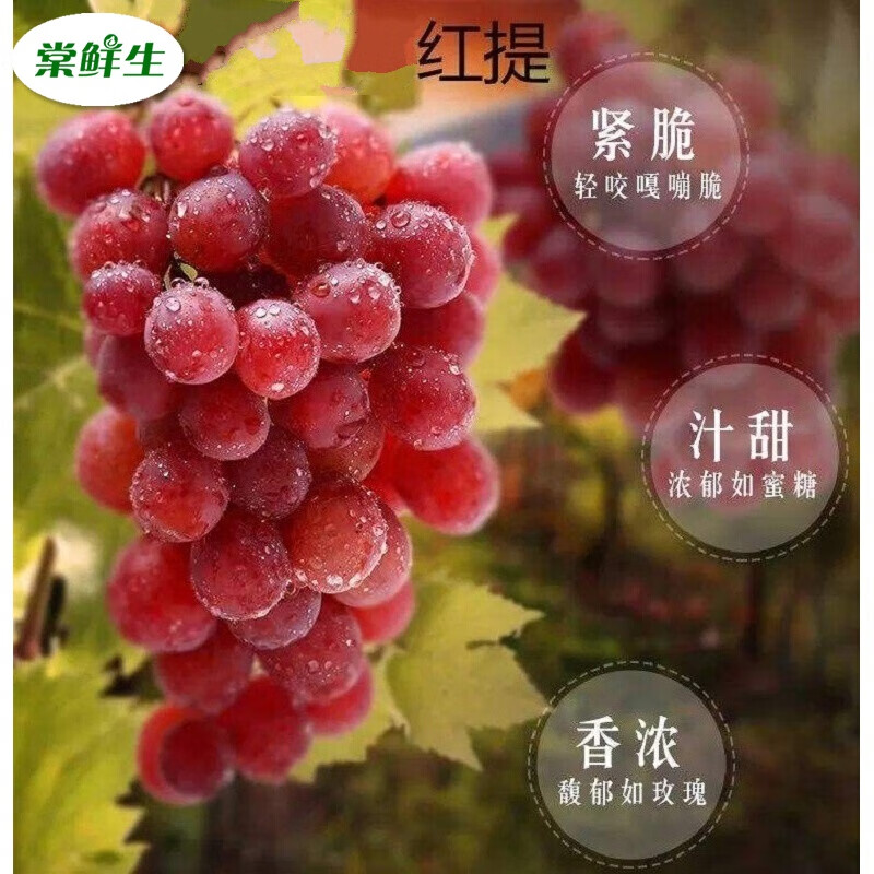 棠鲜生 新鲜提子水果玫瑰香无籽当季2斤