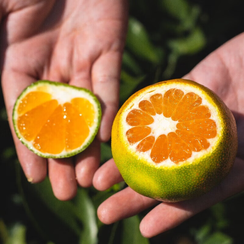 东江湖蜜橘 湖南郴州清江桔子 无籽蜜橘 资兴高山酸甜薄皮蜜桔 5斤 中