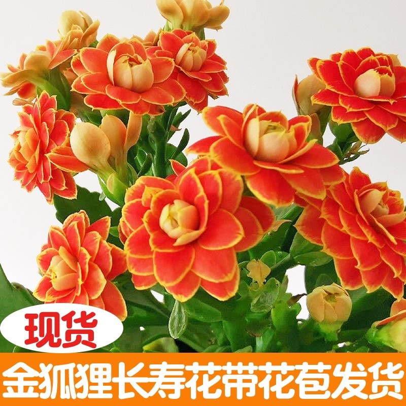 萌妹长寿花盆栽重瓣花苗带花苞大花绿植室内四季花卉金狐狸花卉原盆发