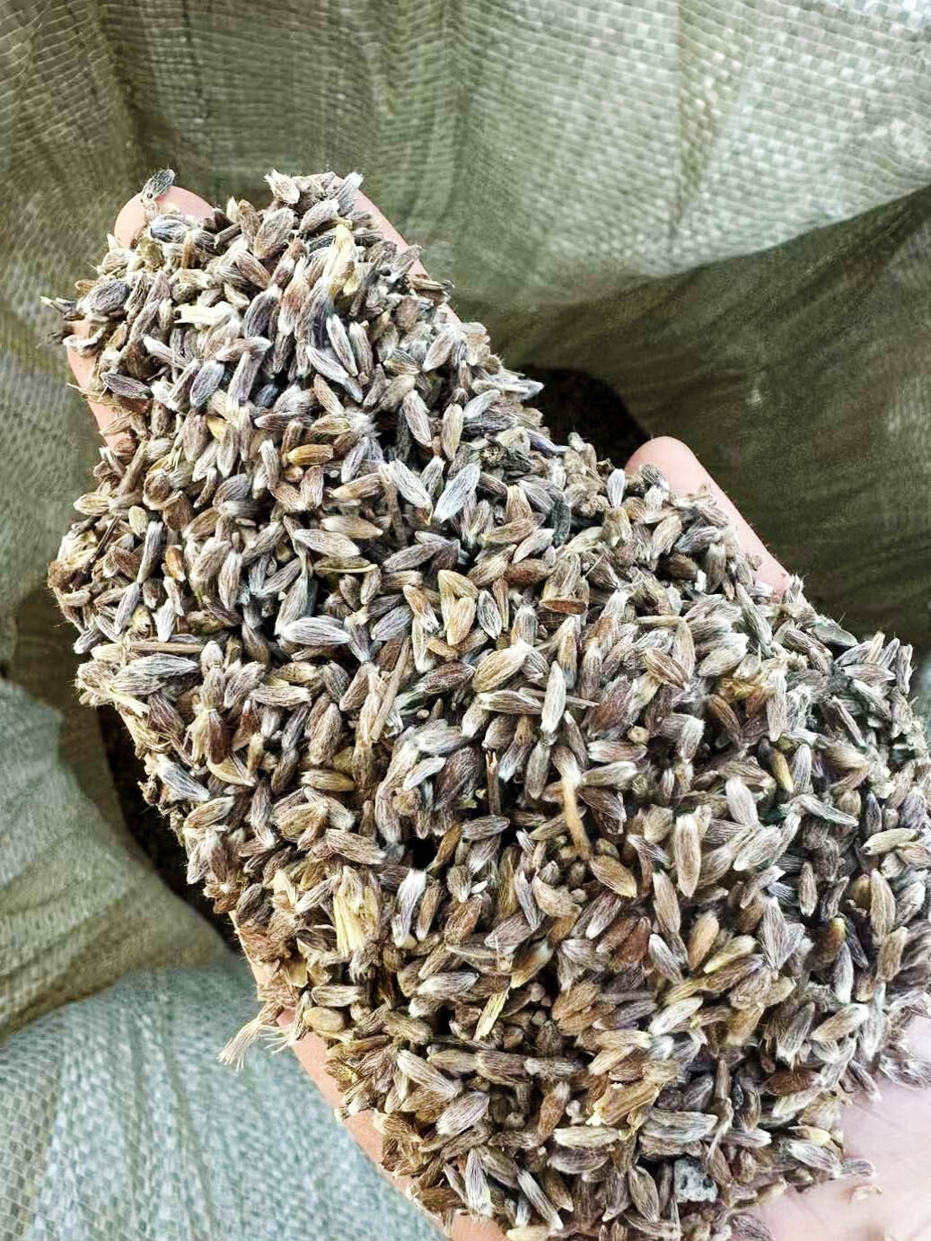 楓隅苍术种子四季种植用种籽籽 苍术种子一斤