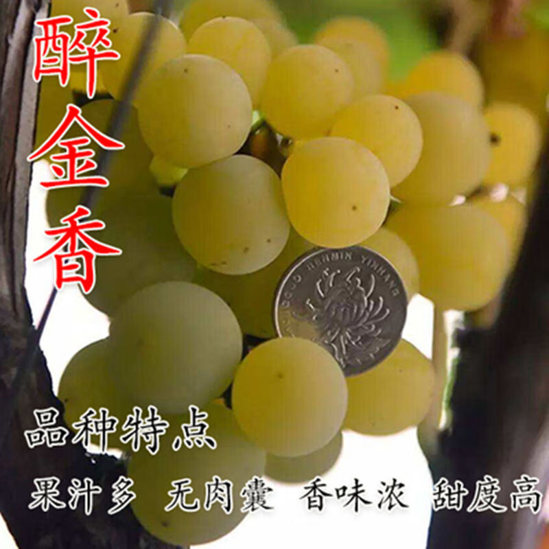 超甜葡萄 醉金香葡萄苗新品种 无核四号葡萄树南方北方种植果树 1年