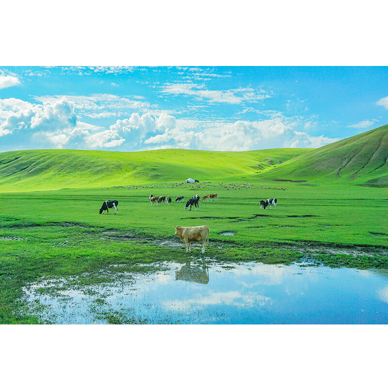 柚狮辽阔草原虎羊自然风景画海报田园风光图挂画蓝天白云草地绿色壁