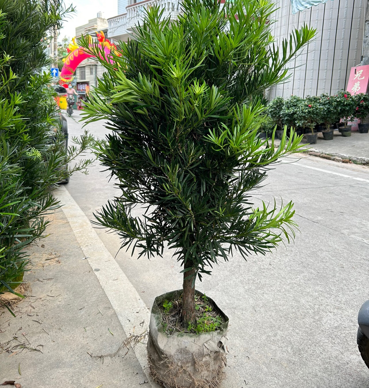 惜林园罗汉松老桩大型盆景造型树迎客松室内盆栽绿植雀舌罗汉松球形