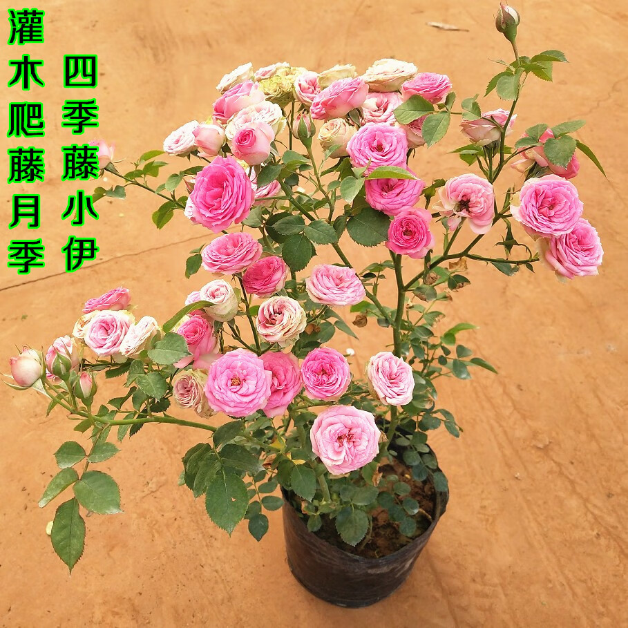 畅微 四季藤本小伊甸园 藤小伊 爬藤多花蔷薇苗 庭院阳台灌木月季花苗