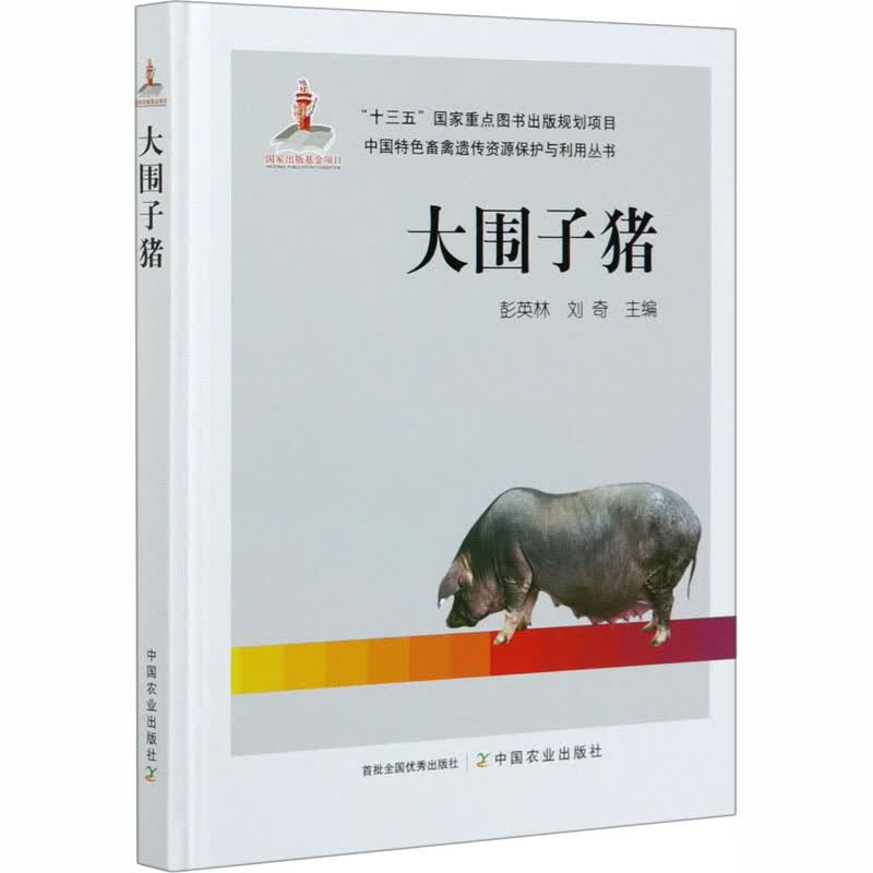 大围子猪