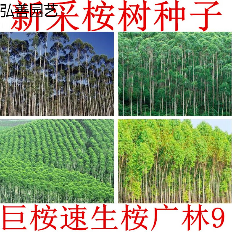 桉树种子 速生桉树 桉树26号 28号 29号k3种子 速生桉树种子一斤