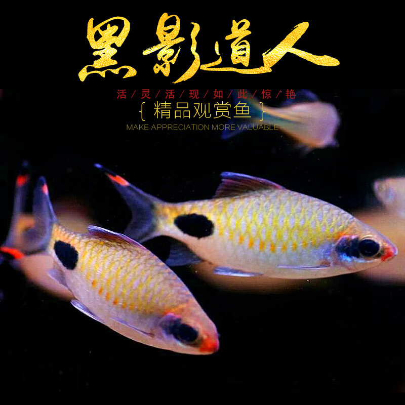 黑影道人水草缸群游之王热带观赏鱼彩虹一眉道人非紫红两点鲫活体