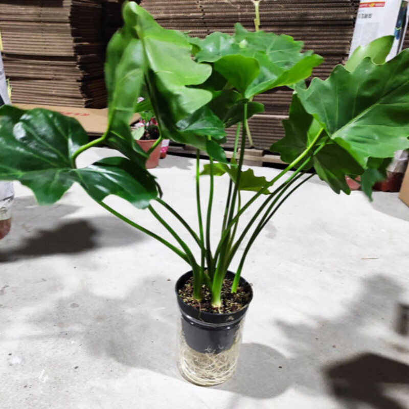 大叶春羽 春雨春羽植物蔓绿绒龙鳞大叶老桩水培室内观叶大盆栽绿植z5