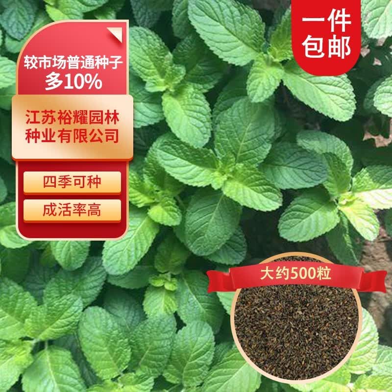 好客花乡草莓种子除虫菊含羞草室外盆栽四季易种花卉阳台庭院种植好客