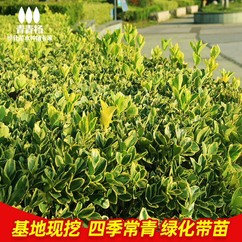 一名花匠金边黄杨树苗园林绿化带植物小叶瓜子黄杨苗四季常青室外庭院