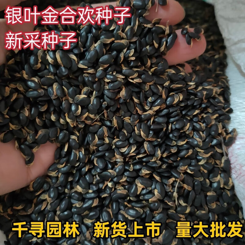 哒琳北北当年新采银叶金合欢种子金合欢种子园林绿化苗木种子林木种子