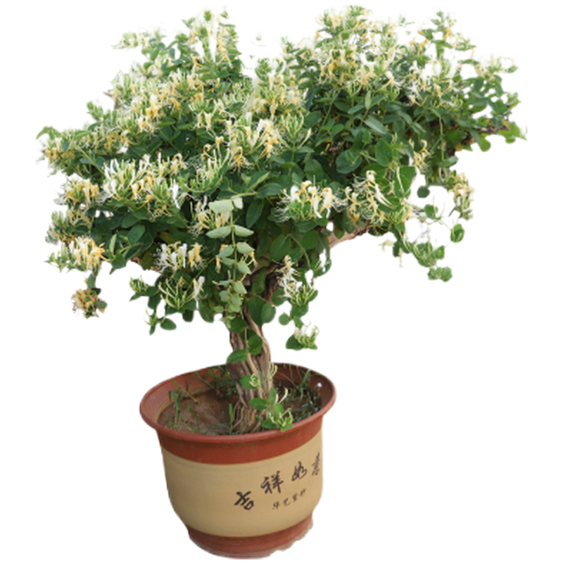金银花苗 盆栽老桩金银花树苗别墅庭院爬藤植物绿植爬墙花卉攀爬四季