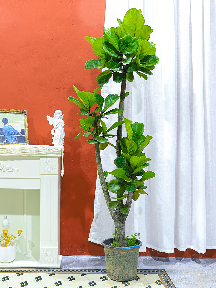 琴叶榕室内大型鲜活绿植北欧风老桩易养净化空气网红植物 老桩多叉高