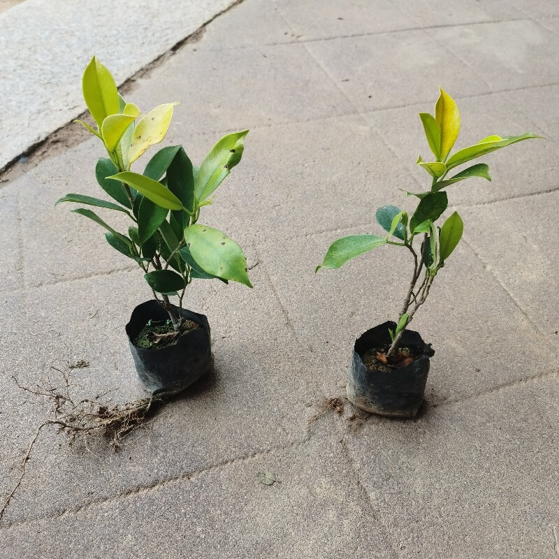 黄心榕苗 黄榕 黄金榕苗 黄心榕 黄叶榕 行道园景绿篱树绿化花苗 三颗