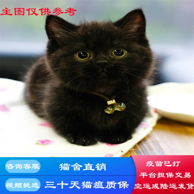 桓瑞宠物纯种宠物猫咪活体孟买猫幼猫幼崽黑猫 宠物级 宠物级a款 公
