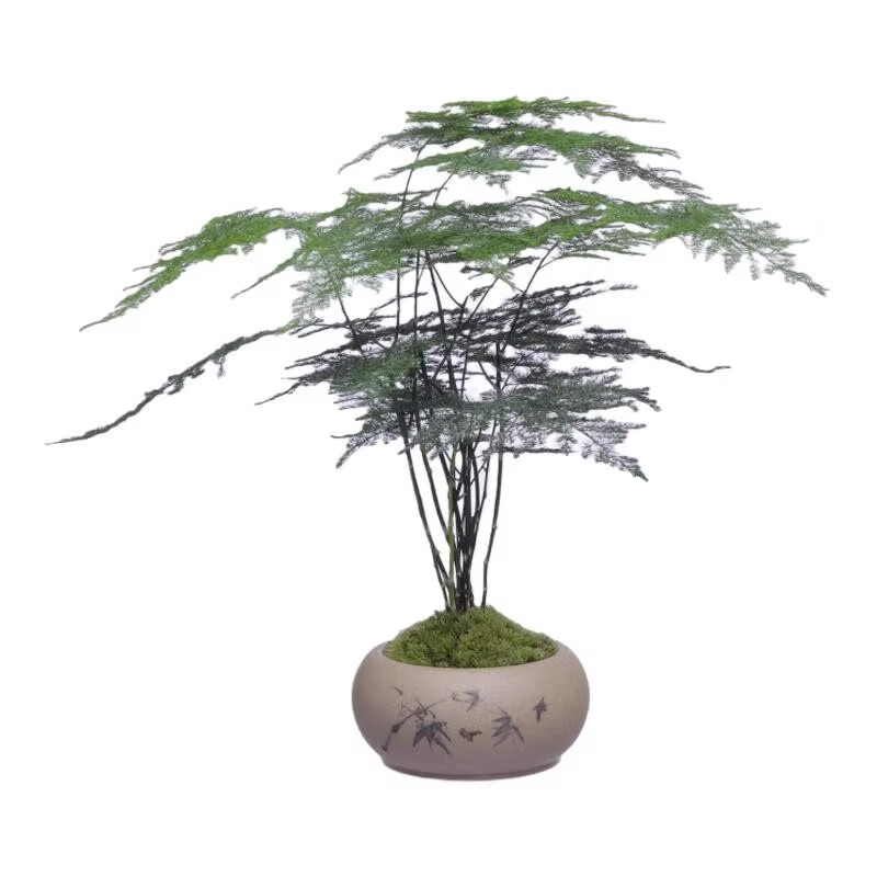 八芽文竹苔藓白发藓绿植室内茶几桌面陶瓷盆栽办公室摆件盆景净化空气 禅意盆文竹-含密胺托 带盆栽好